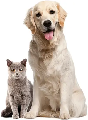Dog and cat