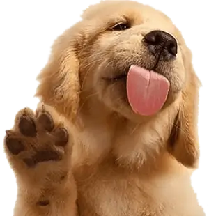 puppy